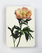 Peony