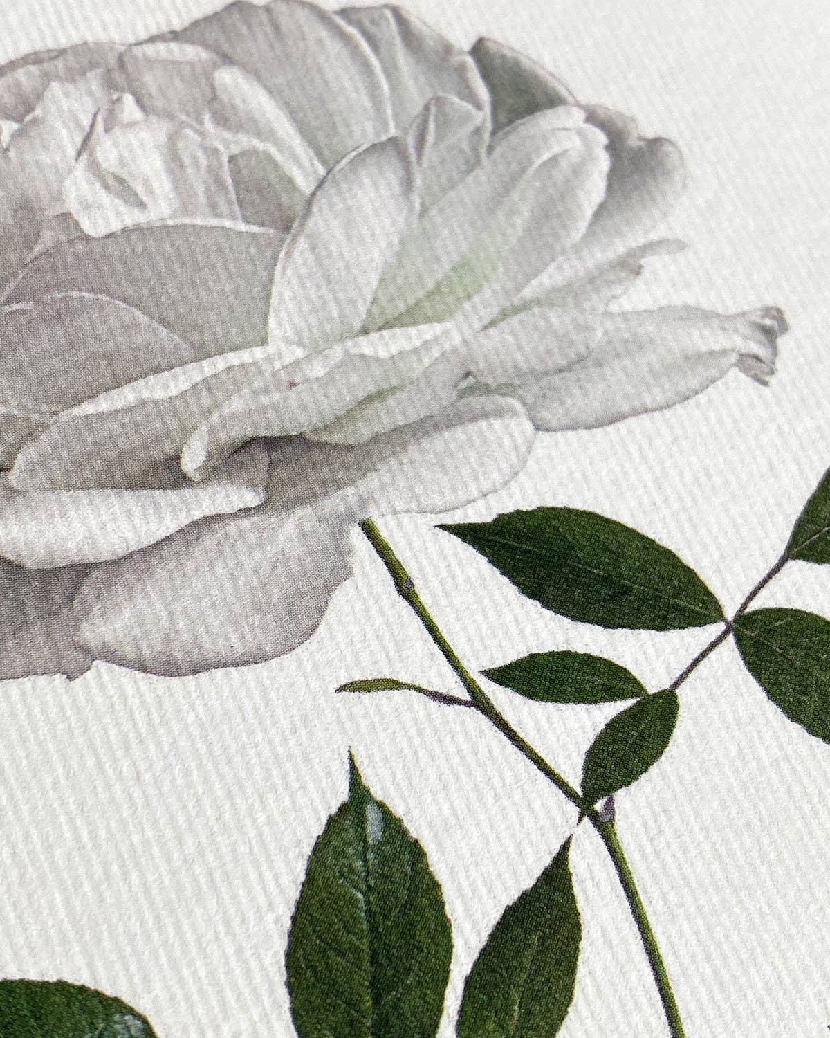 White Rose