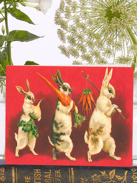 Rabbits go Wandering