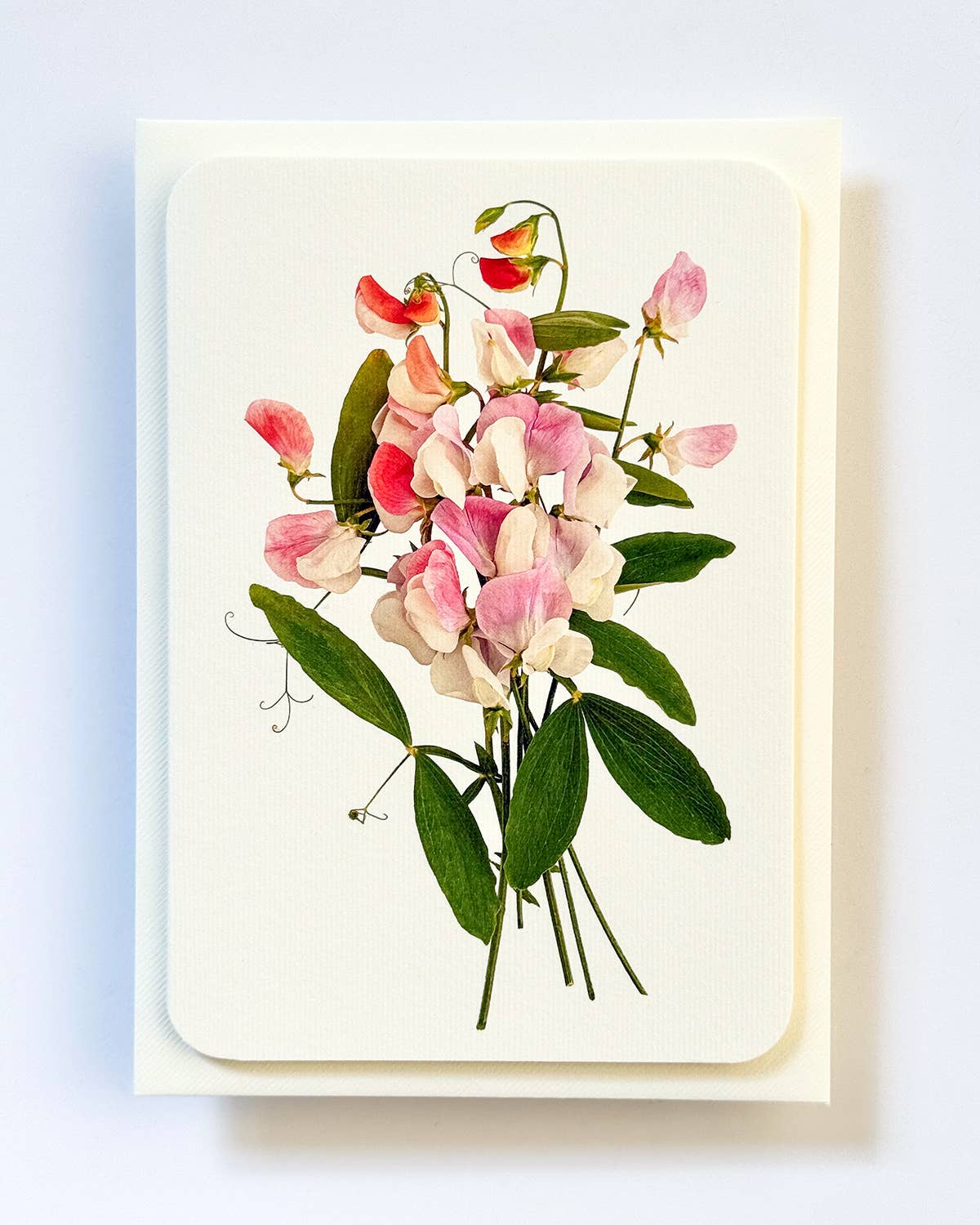 Pink Sweet Peas
