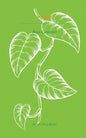 Pothos-9781913642587