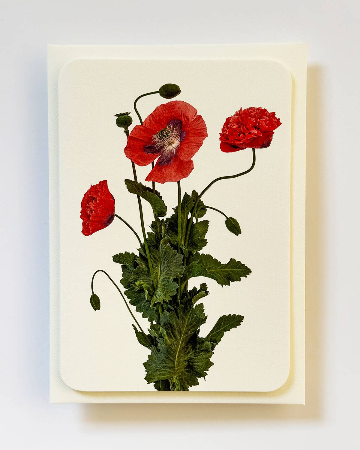 Wild Poppies