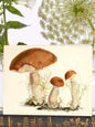 Mushroom Family