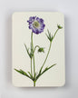Scabiosa