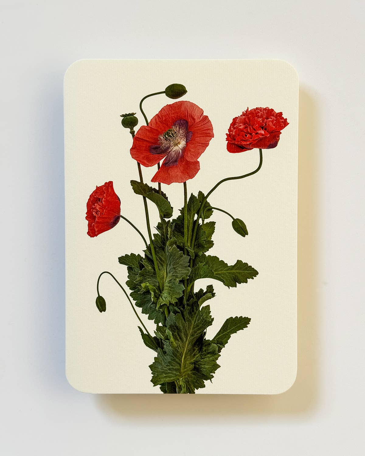 Wild Poppies