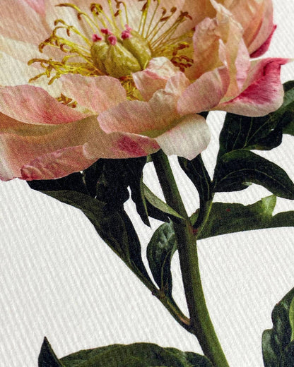 Peony